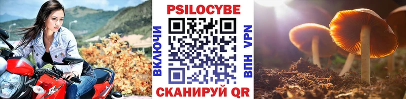 darknet состав  Шилка  Псилоцибиновые грибы Psilocybe  купить наркотики сайты  MEGA рабочий сайт 